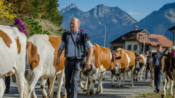 Alpine cattle descent in Albeuve — photo 1