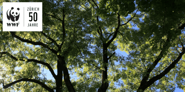 Myths, Fairy Tales and Uses of Our Forest Trees — photo 1