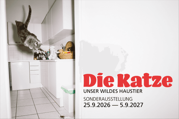 New Special Exhibition: «The Cat. Our Wild Pet» — photo 1