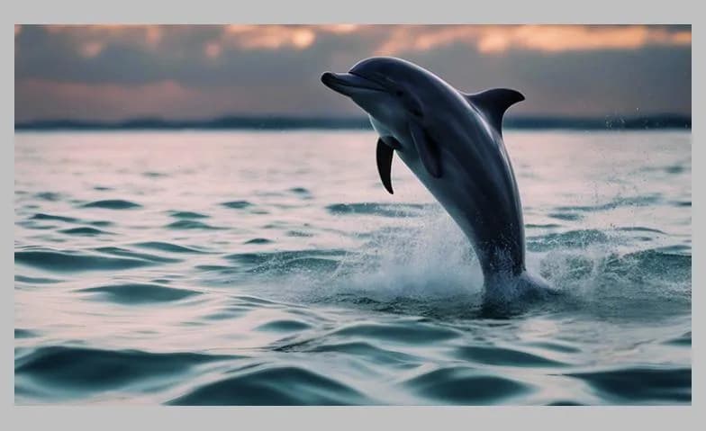 Die wilden Delphine in der Shark Bay, Australien — photo 1