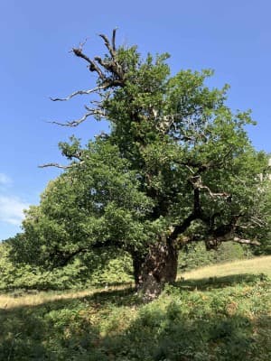 to the oldest oak tree of the Grisons and to the former gold mines of Felsberg — photo 1