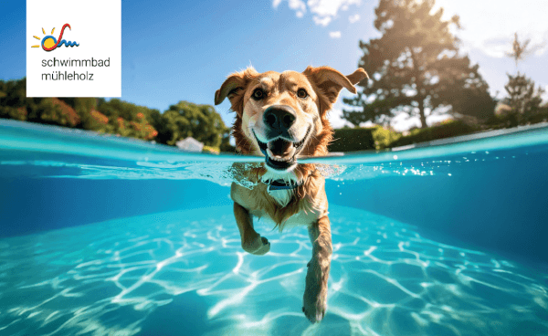 2nd Dog Swimming at Mühleholz Swimming Pool Vaduz — photo 1