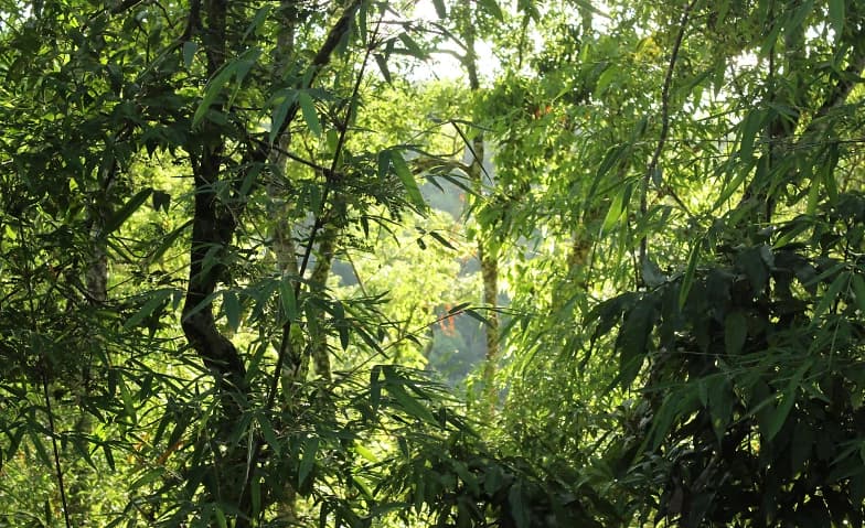 Unterhaltungsabend "Dschungel" Büren an der Aare — photo 1