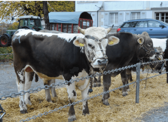 Cantonal bull and fall show in Teufen — photo 1