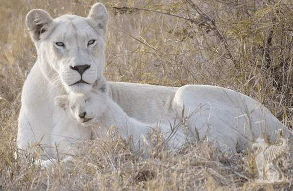The Significance of the White Lions for the Human Future — photo 1