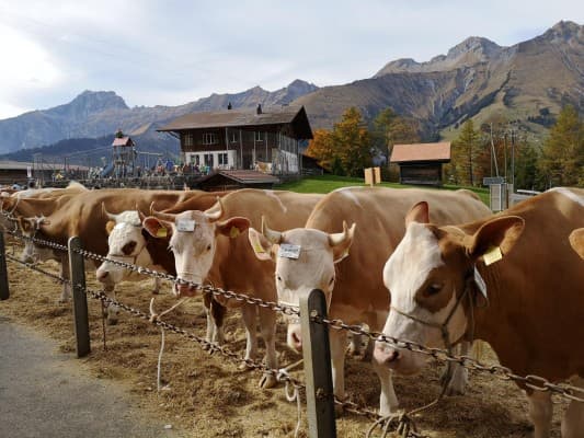 Vieh- Beständeschau Frutigen — photo 1