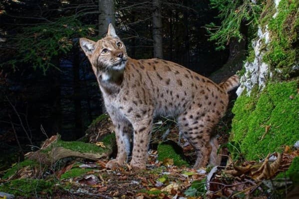 On the Trail of the Wildcats with Nature Photographer Daniel Zuppinger — photo 1