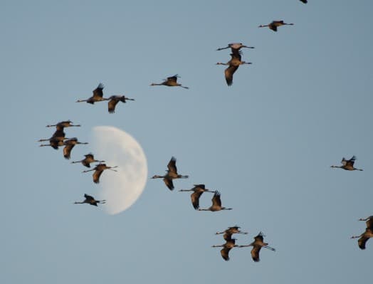 Discover Nature: Fascination of Bird Migration — photo 1