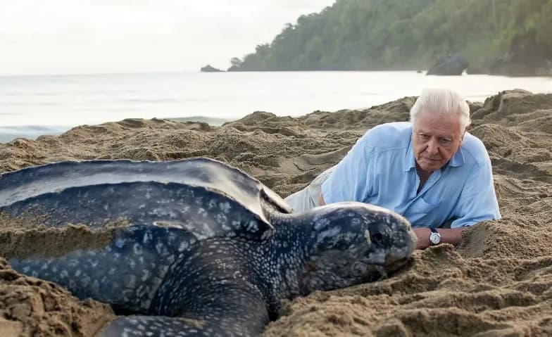 Schulvorstellung - Ocean mit David Attenborough — photo 1