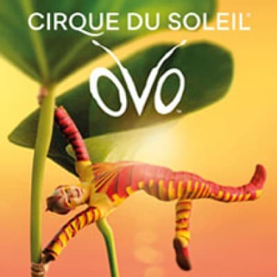 Cirque du Soleil - OVO — photo 1