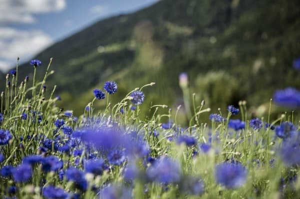 Guided tour of the aromatic herbs and a “100% Valposchiavo” lunch — photo 1