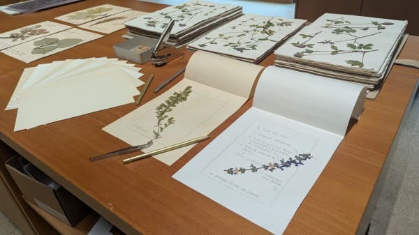 Composez votre planche d’herbier à la Rousseau! — photo 1
