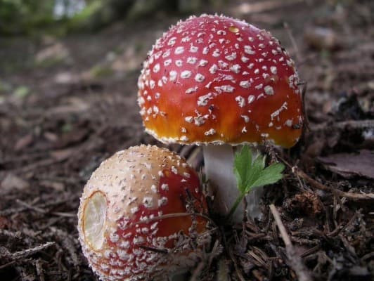 Mushroom Excursion Mettmen — photo 1