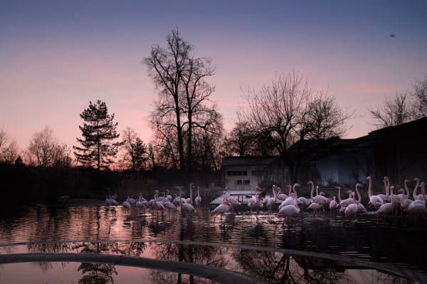 Winter Full Moon at the Zoo — photo 1