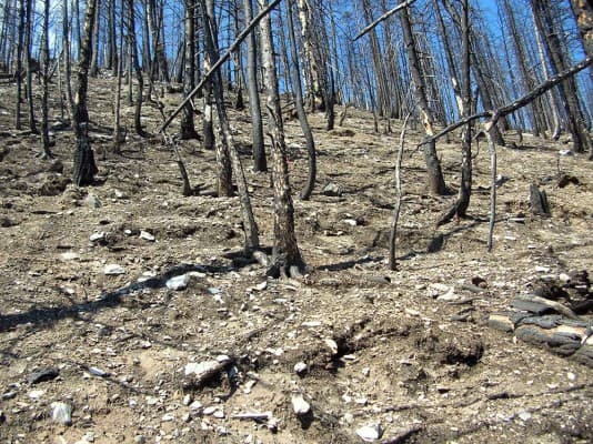 The Loèche Forest Fire: A Chance for Nature — photo 1