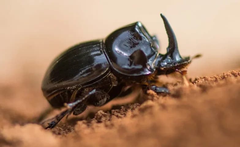Schulvorstellung - Fabelhafte Insekten – Käfer — photo 1