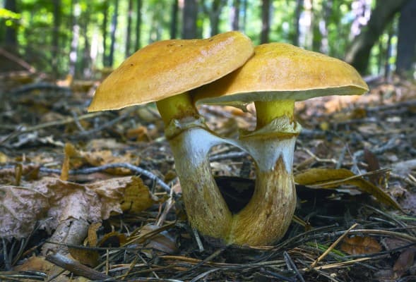 Boletus Mushrooms in South Bohemia — photo 1