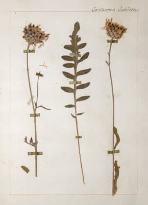 L’herbier de Jean-Jacques Rousseau — photo 1