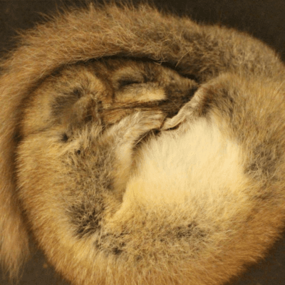 Hibernation Themed Tour — photo 1