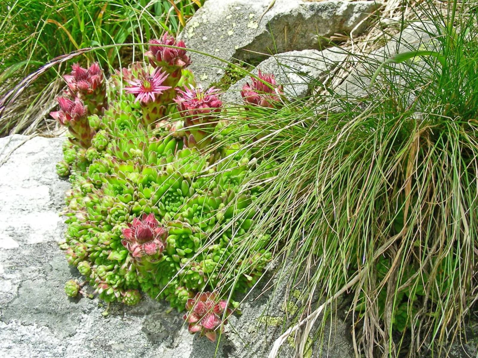 Botanical Hike in Lumnezia — photo 1