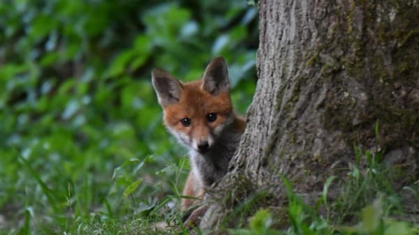Evening Lecture «Encounters with the Fox» — photo 1