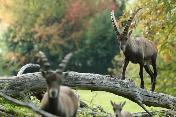 With the Zookeeper to the Ibex — photo 1