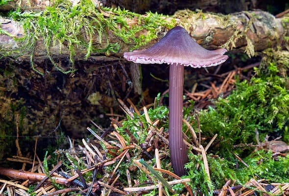 Mushroom Exhibition at the South Bohemian Museum — photo 1