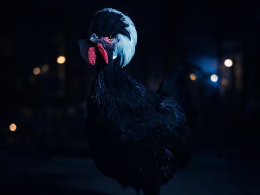 Night at the Chicken Coop – an Experience at the Natural History Museum — photo 1