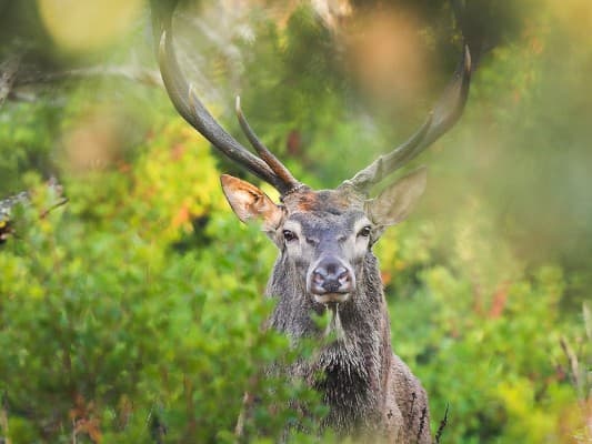 Wieder zu Hause – die Rückkehr der grossen Wildtiere - WWF — photo 1
