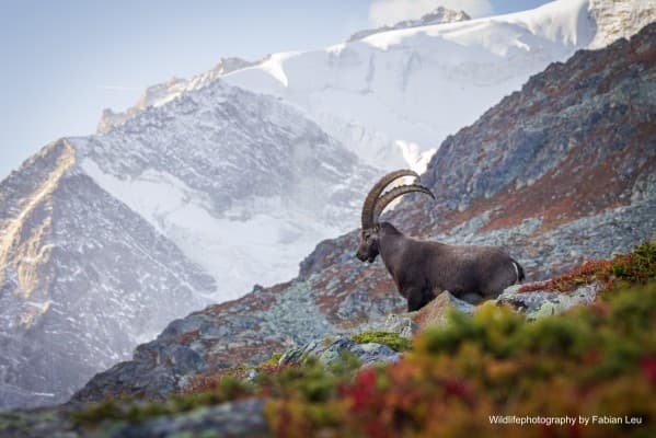 Café de Barry : «Les résidents de la nature valaisanne en images» par Fabian Leu — photo 1