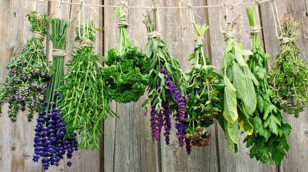 All kinds of herbs — photo 1