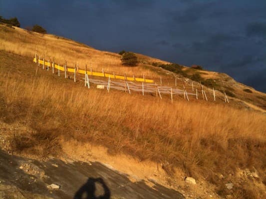 How Do Plants Adapt to Different Altitudes? — photo 1