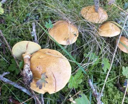 Discovering the Mushrooms of the Region — photo 1