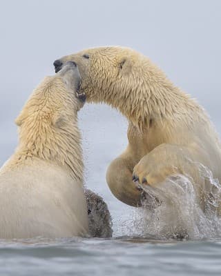 ALASKA - Live Multivision — photo 1