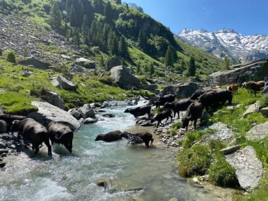 Alpine Festival with Friendly Barbecue and 'Buffalo Pancakes' Bingo — photo 1