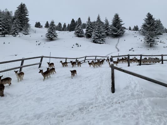 Damhirsch Tour — photo 1