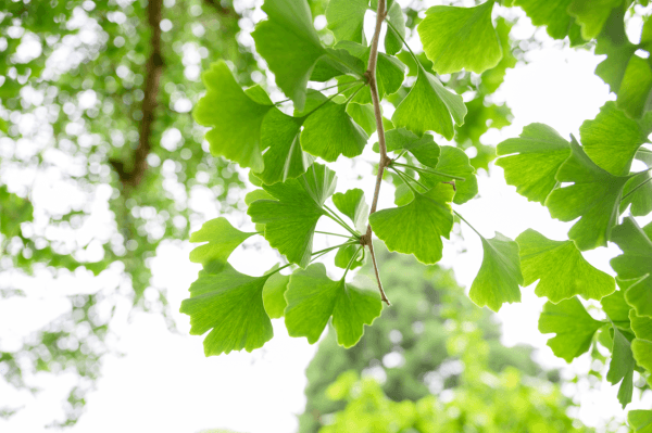 Botanical Tour — photo 1