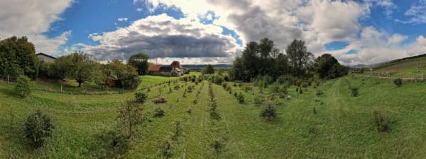 Bonvillars: Didactic Truffle Field — photo 1