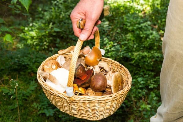 Mushroom Picking and Identification — photo 1