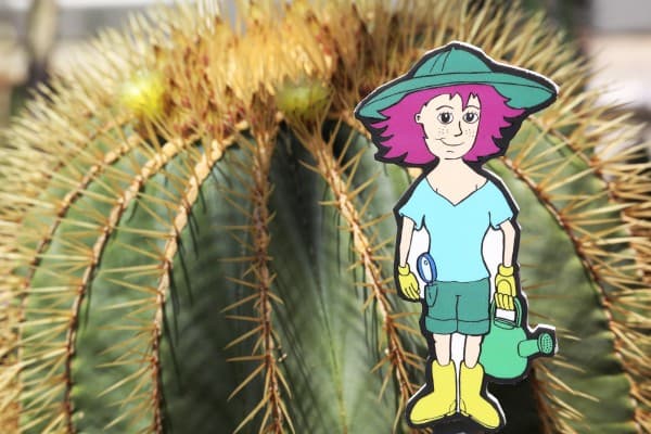 Cactus Safari with Sara Dorn — photo 1