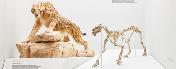 Mammoth & Sabre-Tooth Tiger. Human Evolution – A Land Before Our Time — photo 1