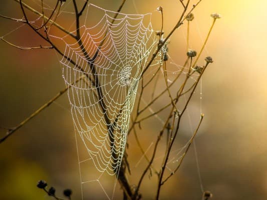 Networkers of Nature — photo 1
