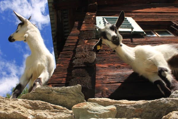BESUCH BEI DEN GEISSEN — photo 1