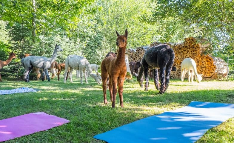 Yoga inmitten Alpakas - Weisslingen — photo 1