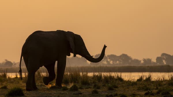 Live Lecture: Botswana and Namibia — photo 1