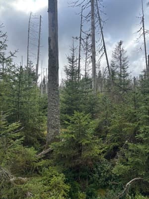 Discussion: What Has 35 Years of Šumava National Park Brought? — photo 1