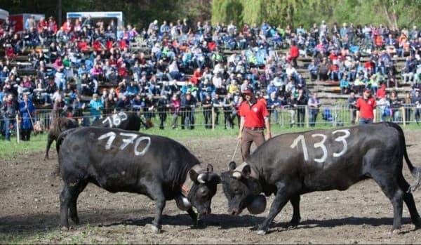 Combats de vaches de la race d'Hérens — photo 1