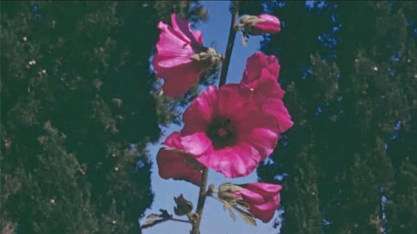 Film Heritage and Restitution: Who Owns the Pictures? — photo 1
