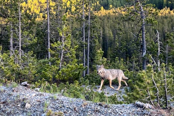 Special excursion for large carnivores — photo 1