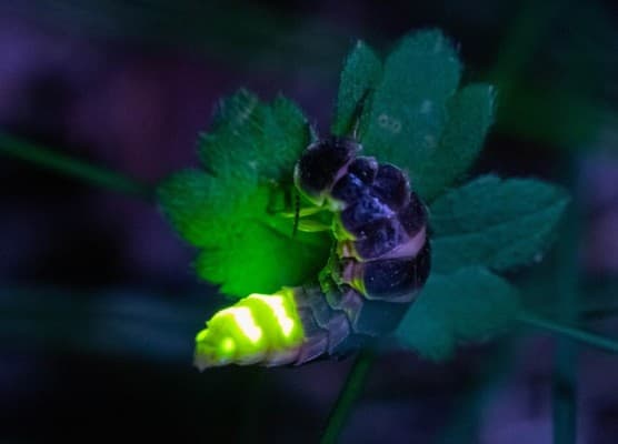 BirdLife Lecture: Fireflies — photo 1